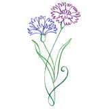 Floral Calligraphy - Cornflower