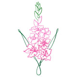 Floral Calligraphy - Gladiolus