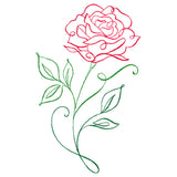 Floral Calligraphy - Rose