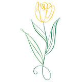 Floral Calligraphy - Tulip
