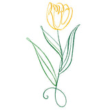 Floral Calligraphy - Tulip