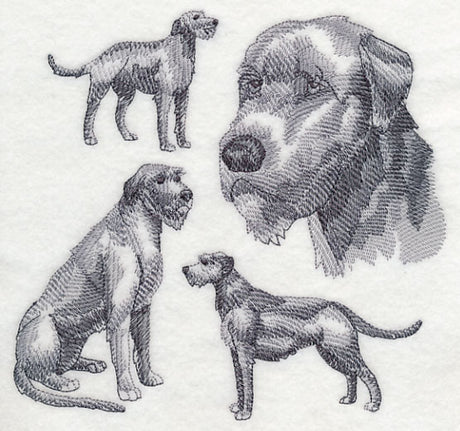 Irish Wolfhound Sketch