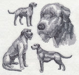 Irish Wolfhound Sketch