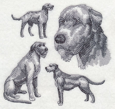 Irish Wolfhound Sketch