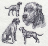 Irish Wolfhound Sketch