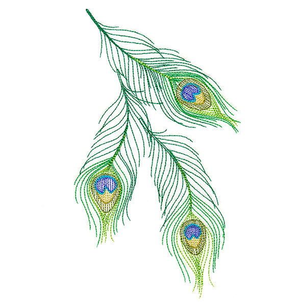 Cascading Peacock Feathers