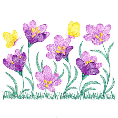 Wild and Blooming Crocus Border