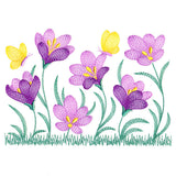 Wild and Blooming Crocus Border