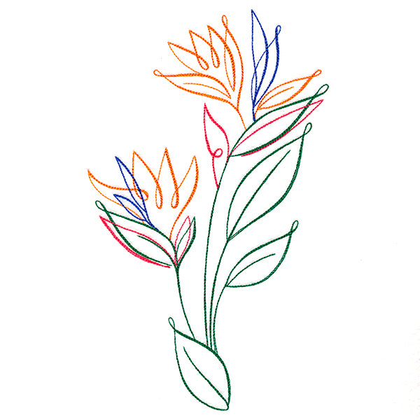 Tropical Calligraphy in Bloom - Bird of Paradise