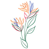 Tropical Calligraphy in Bloom - Bird of Paradise