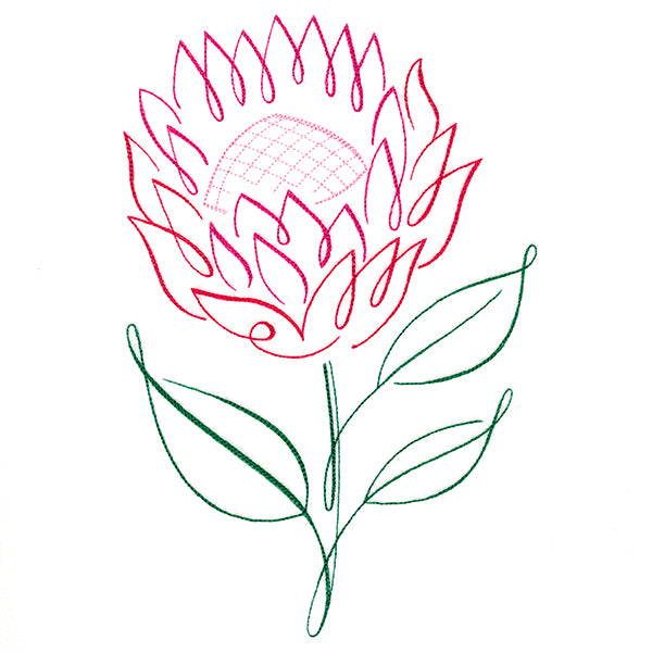 Tropical Calligraphy in Bloom - Protea