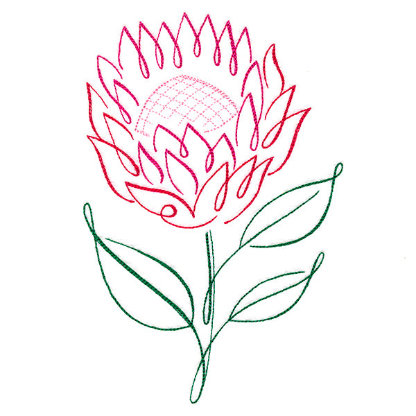 Tropical Calligraphy in Bloom - Protea