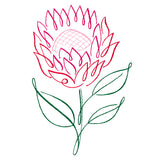 Tropical Calligraphy in Bloom - Protea