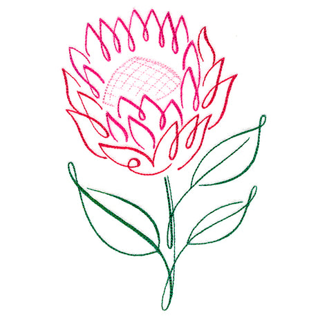 Tropical Calligraphy in Bloom - Protea