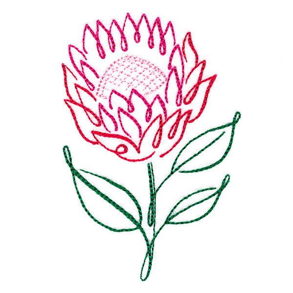 Tropical Calligraphy in Bloom - Protea