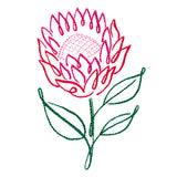 Tropical Calligraphy in Bloom - Protea