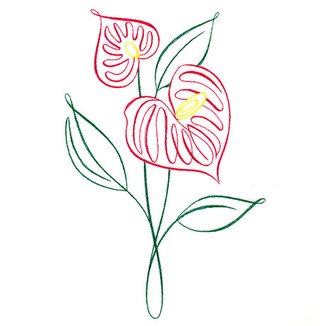 Tropical Calligraphy in Bloom - Anthurium
