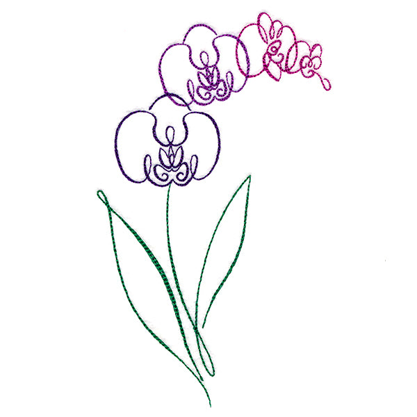 Tropical Calligraphy in Bloom - Orchid