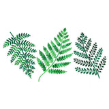 Wild Fern Trio