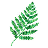 Wild Fern 2