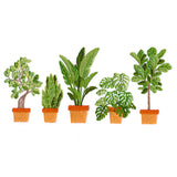 Houseplant Heaven Border