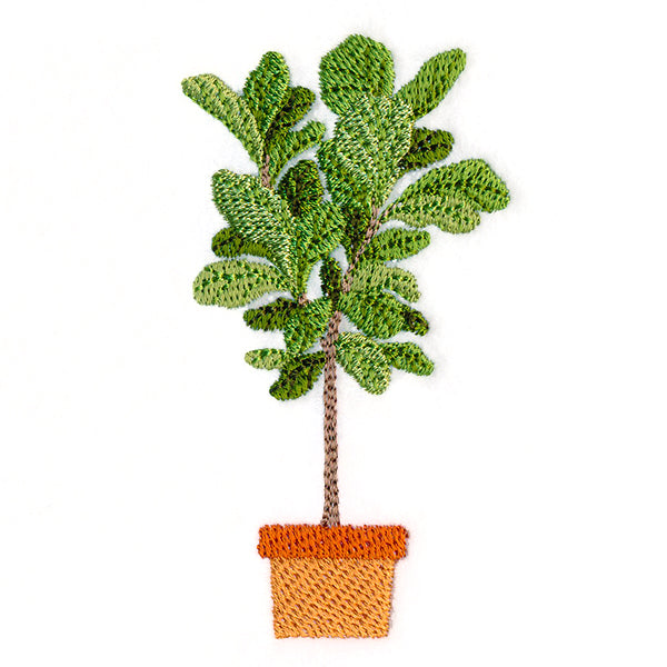 Houseplant Heaven - Fiddle Leaf Fig