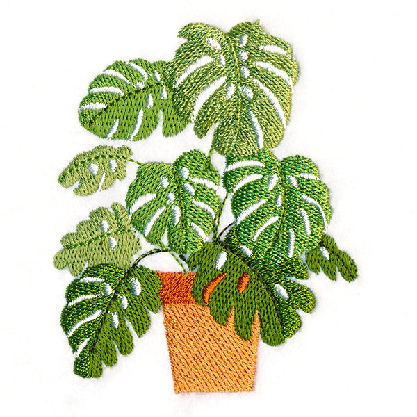 Houseplant Heaven - Monstera