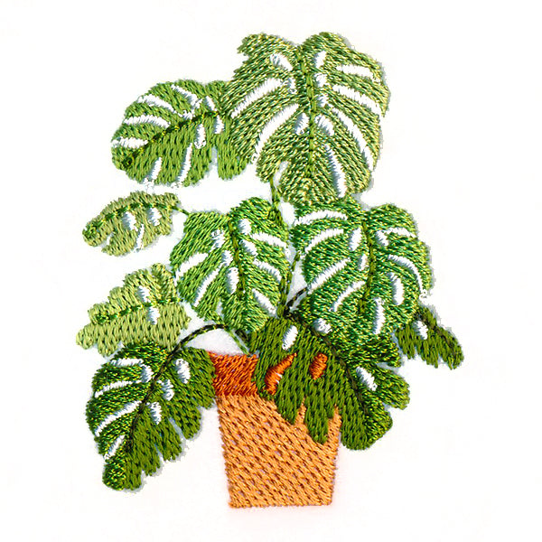 Houseplant Heaven - Monstera