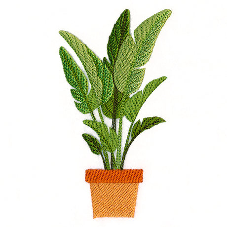 Houseplant Heaven - Bird of Paradise