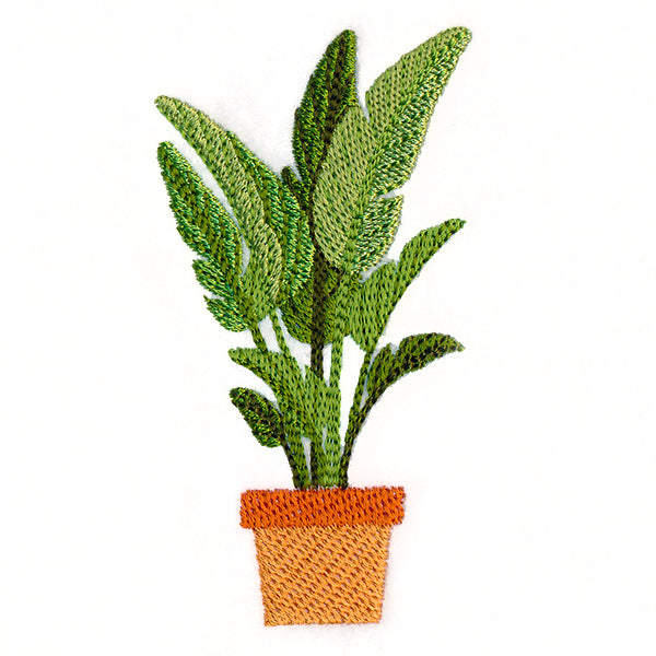 Houseplant Heaven - Bird of Paradise