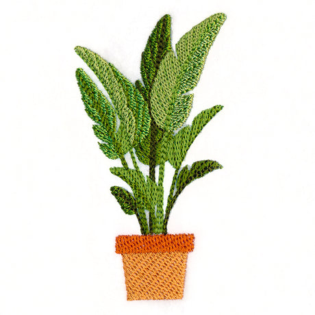 Houseplant Heaven - Bird of Paradise