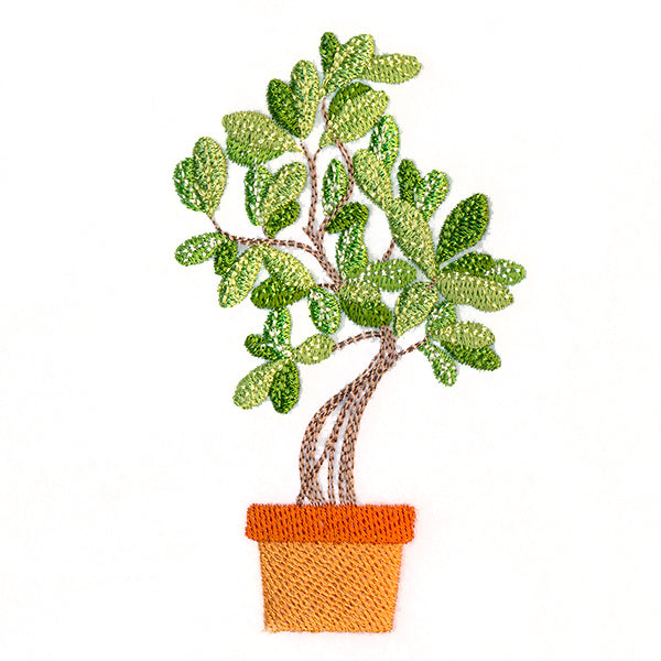 Houseplant Heaven - Indian Banyan