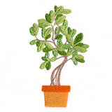 Houseplant Heaven - Indian Banyan