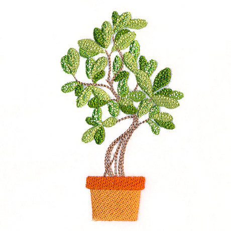 Houseplant Heaven - Indian Banyan