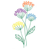 Delightful Queen Anne's Lace