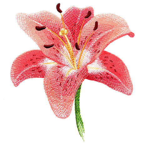 Lily in Bloom