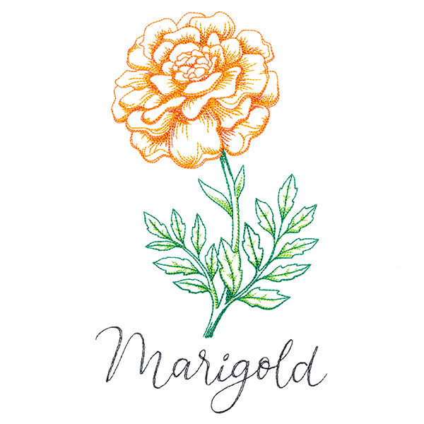 Wild Blooms - Marigold