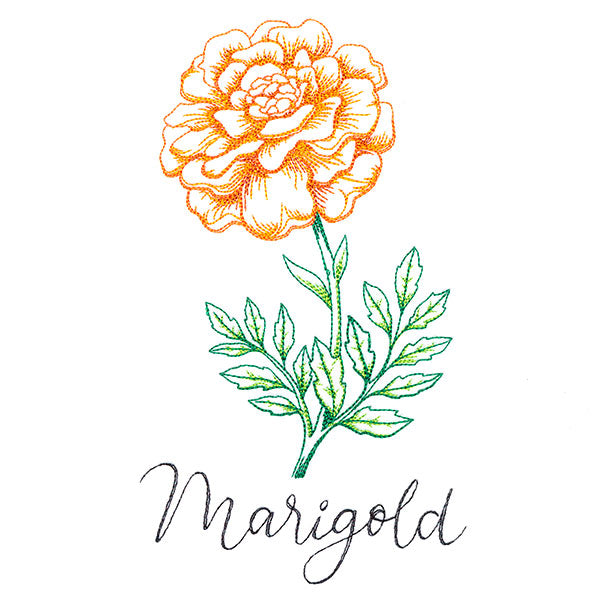 Wild Blooms - Marigold