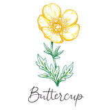 Wild Blooms - Buttercup