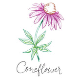 Wild Blooms - Coneflower
