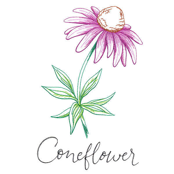 Wild Blooms - Coneflower