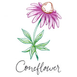 Wild Blooms - Coneflower