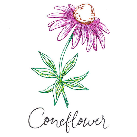 Wild Blooms - Coneflower