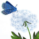 Blue Butterfly with Dandelion