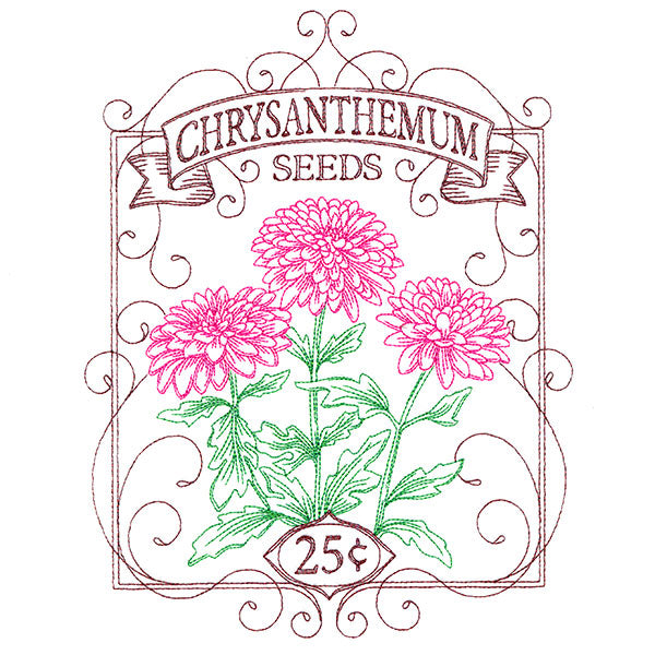 Chrysanthemum Seed Packet