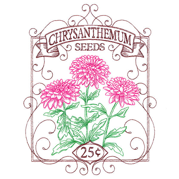 Chrysanthemum Seed Packet
