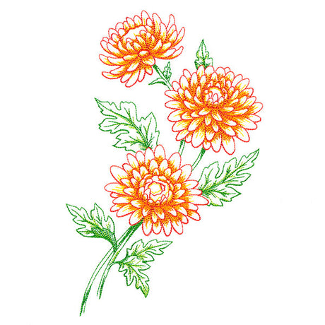 Wild Chrysanthemum Bouquet