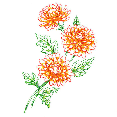 Wild Chrysanthemum Bouquet