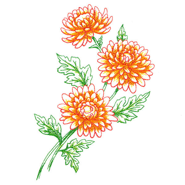 Wild Chrysanthemum Bouquet