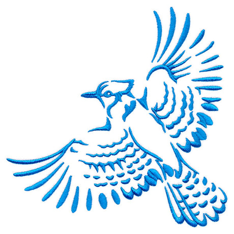 Soaring Blue Jay in Flight